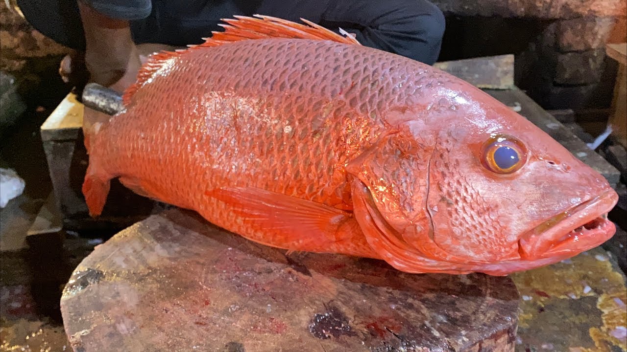 Amazing Big Fish Cutting Skills Live! 🐟🔪 | Perfect Slice BD ✨