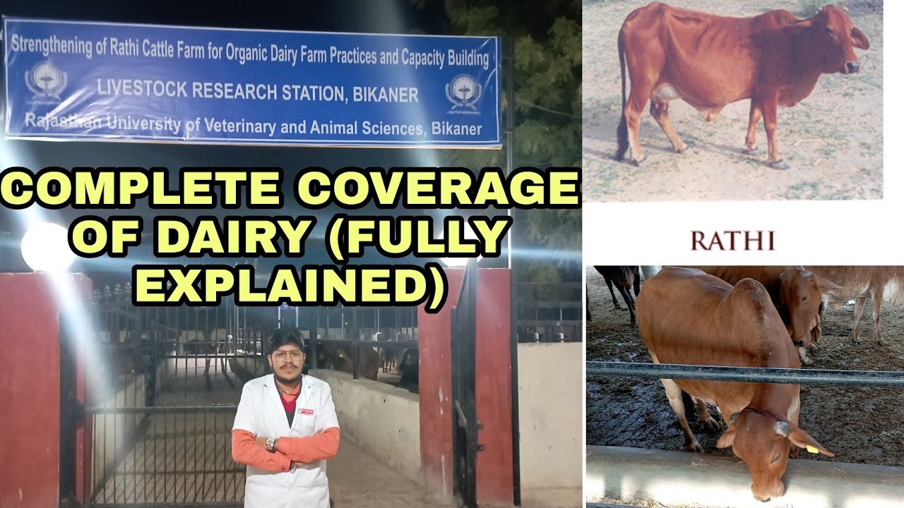 Milking procedure and Management of dairy cattle Farm Full explained 🐄🥛 #rajuvas