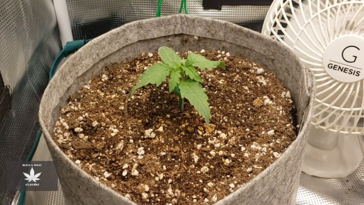 Organic Autoflower Grow [Ep. 1] Chocolate Skunk, White Widow, Blueberry [Seed to Harvest]