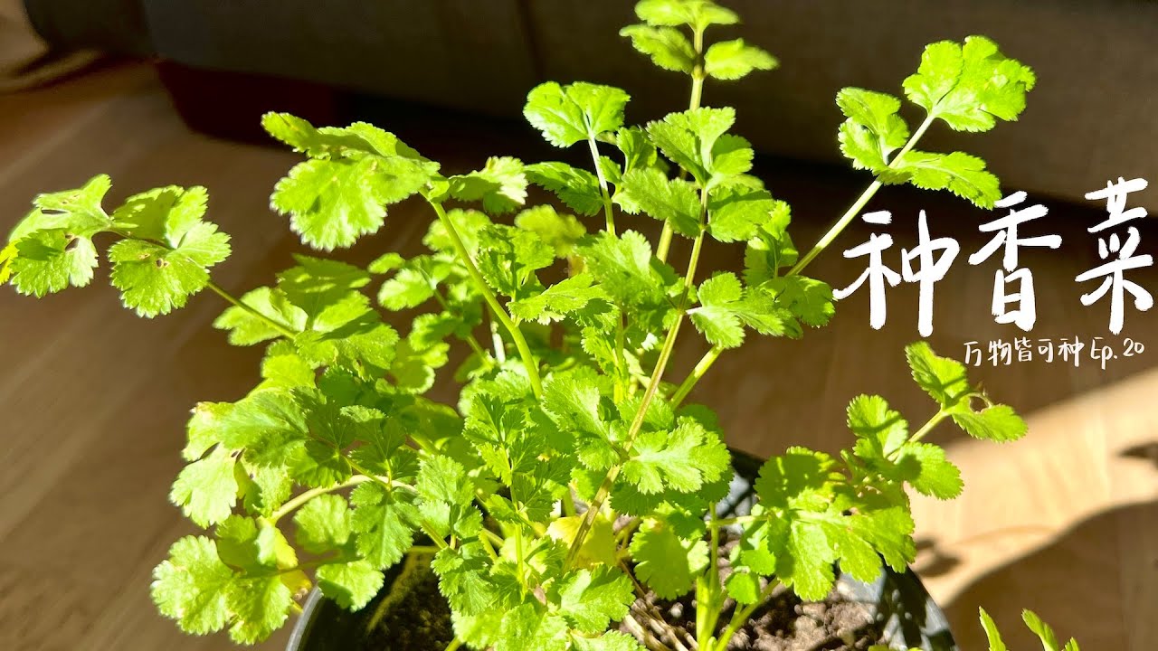 从种子开始种香菜，万物皆可种Ep20 / Grow coriander from seeds