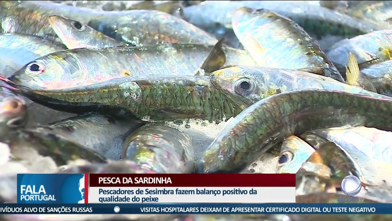Pesca da sardinha já arrancou