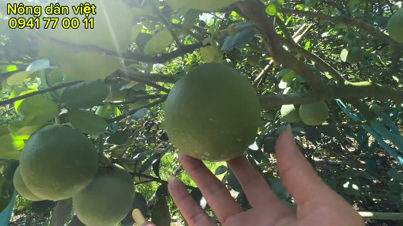 Mùa nắng,,. Khi che trái.. mình cần nên che cao lên,, để ngừa rệp vẩy đỏ,, 