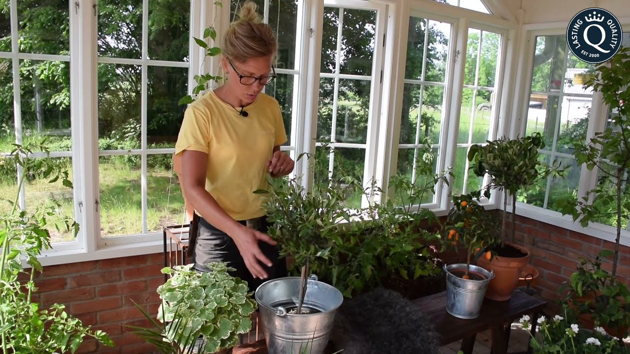 Trädgårdsingenjör Emma Berg tipsar om odling i Qvesarums Orangeri