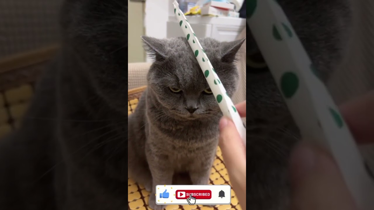 Perros y gatos