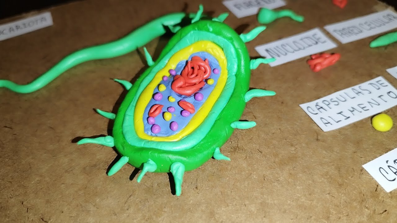 Célula Procariota (Laboratorio II)