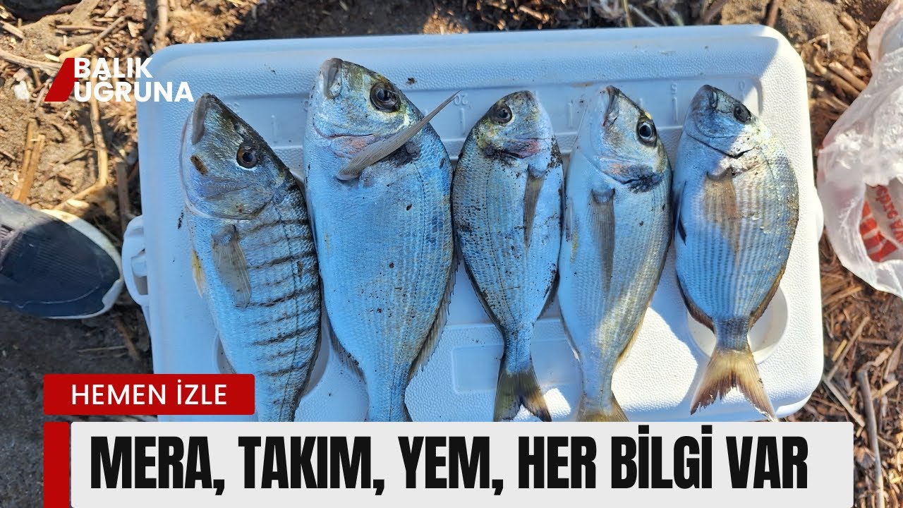 Çupra Nasıl Yakalanır !! Dev Mırmır Merası, Takım , Yem, İğne, Her Bilgi Mevcut #balıkavı #fishing