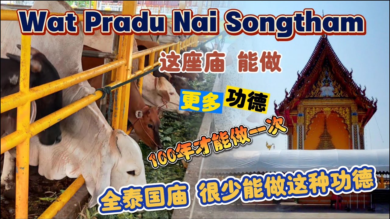 泰国寺庙|Wat Pradu Nai Songtham|วัดประดู่ในทรงธรรม 龙婆乌达玛|圣物|佛牌|放生|Temple|EP46