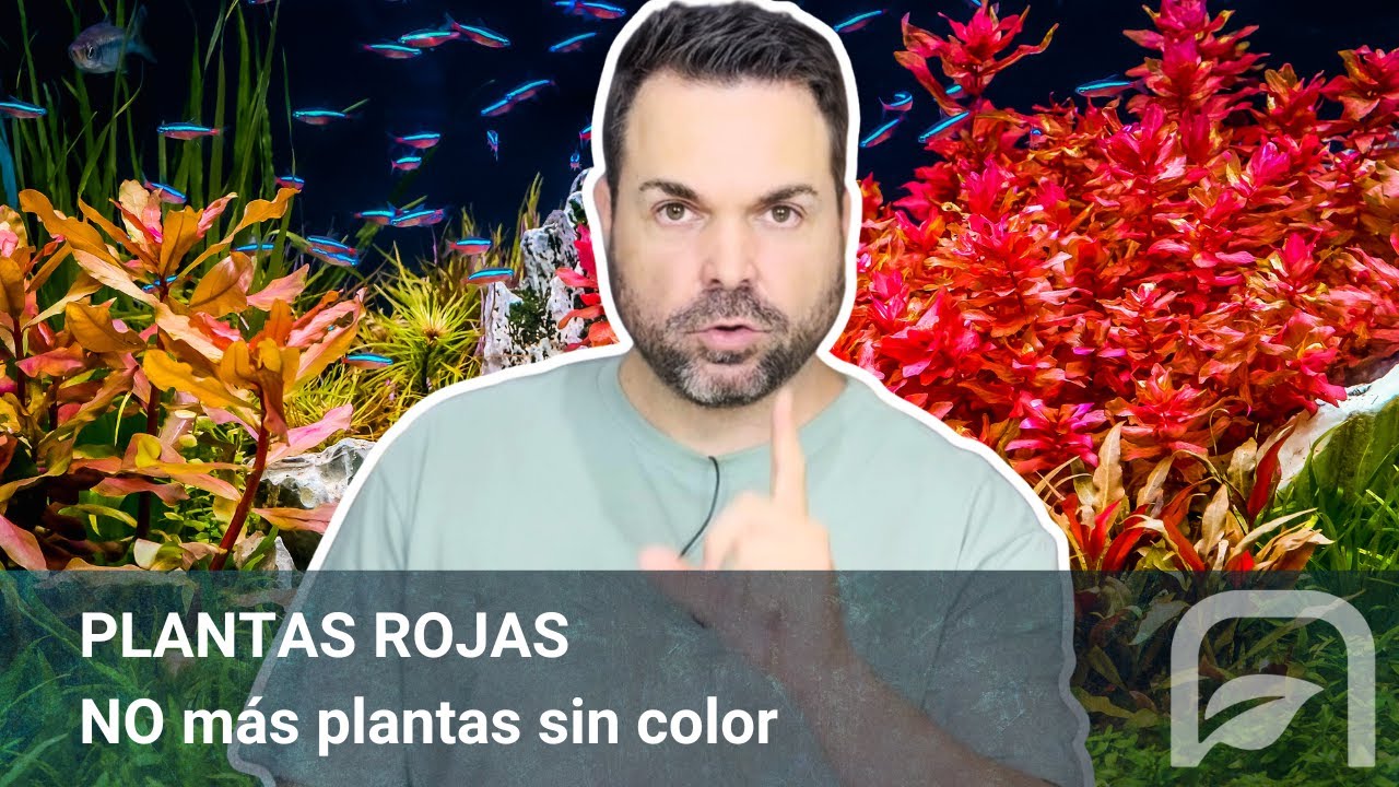 ¡No Más Plantas Pálidas! Cómo Hacer las Plantas Rojas de tu ACUARIO Destaquen al Máximo ►