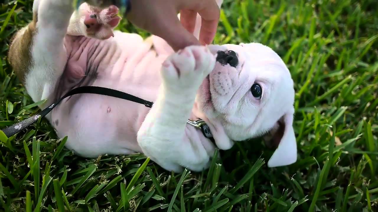 English Bulldog Puppy and a Baby