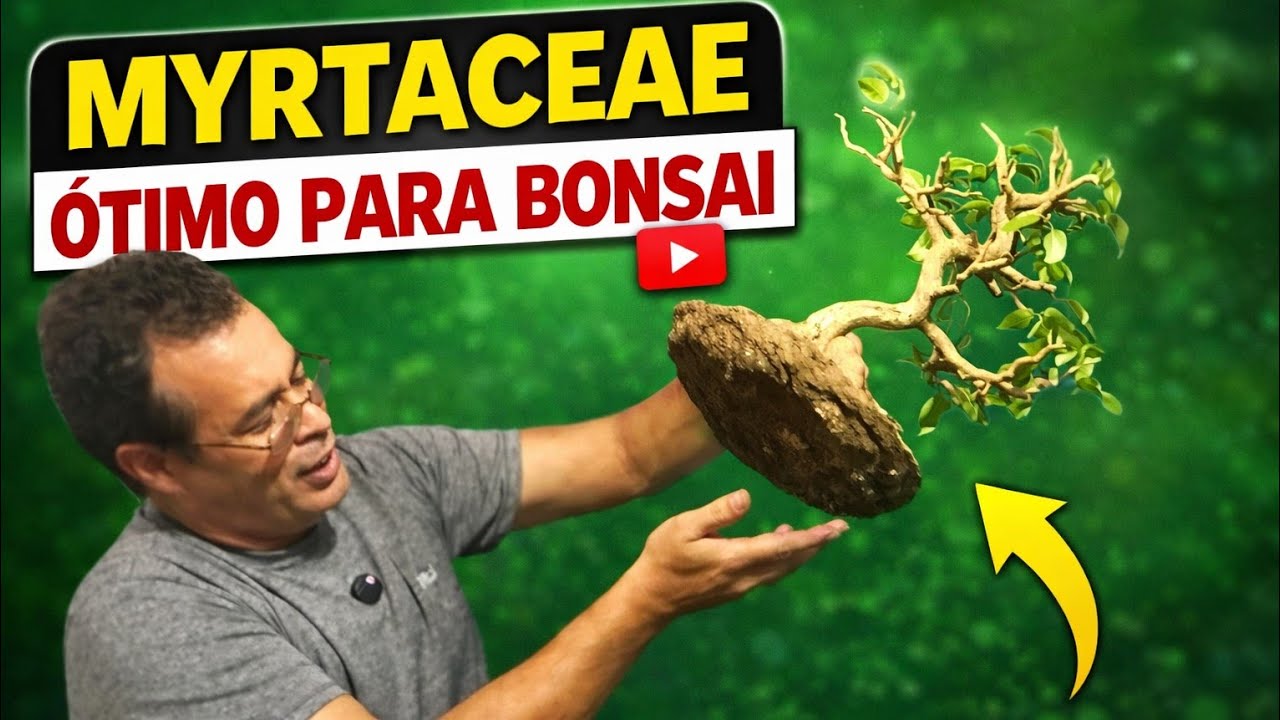 Ganhando ramificações no bonsai de pitanga 