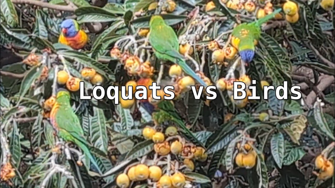 Rainbow Lorikeets vs Loquats