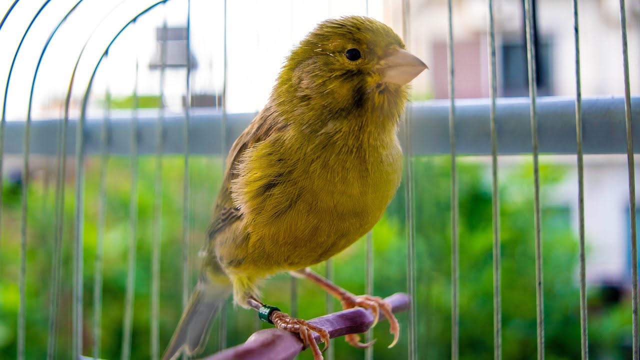 First Canary singing after molting - Canary 's training song
