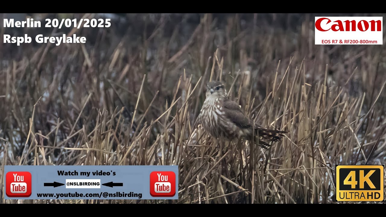 Merlin RSPB Greylake 20 01 2025