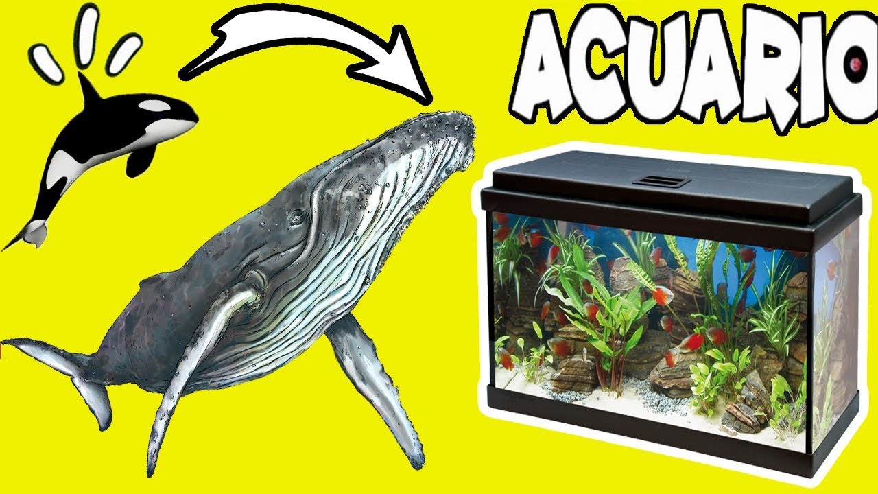 EL ACUARIO APRENDEMOS LOS ANIMALES MARINOS | ACUARIO CON TIBUR&Oacute;N | Ballena, Tibur&oacute;n, Delf&iacute;n
