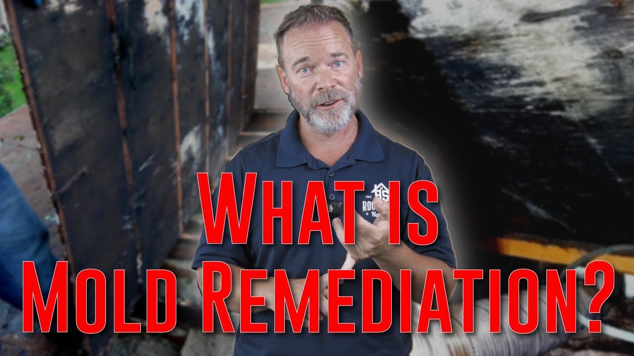 Mold Remediation in Seattle: What it is and Why it Matters