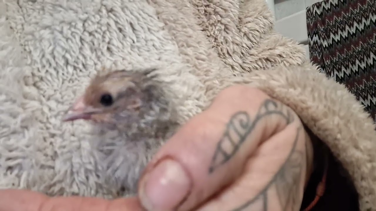 Bébé vorwerks bleu arrive en avance 