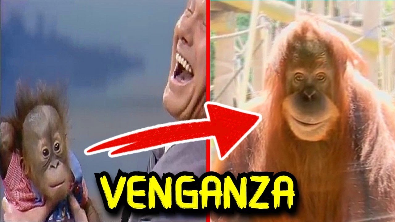 Nunca Mires a ese Extra&ntilde;o Animal :)