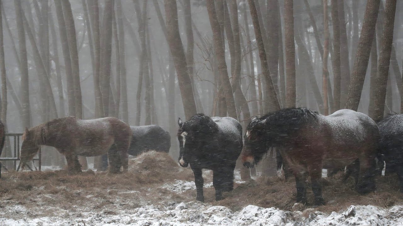 大寒の寒立馬