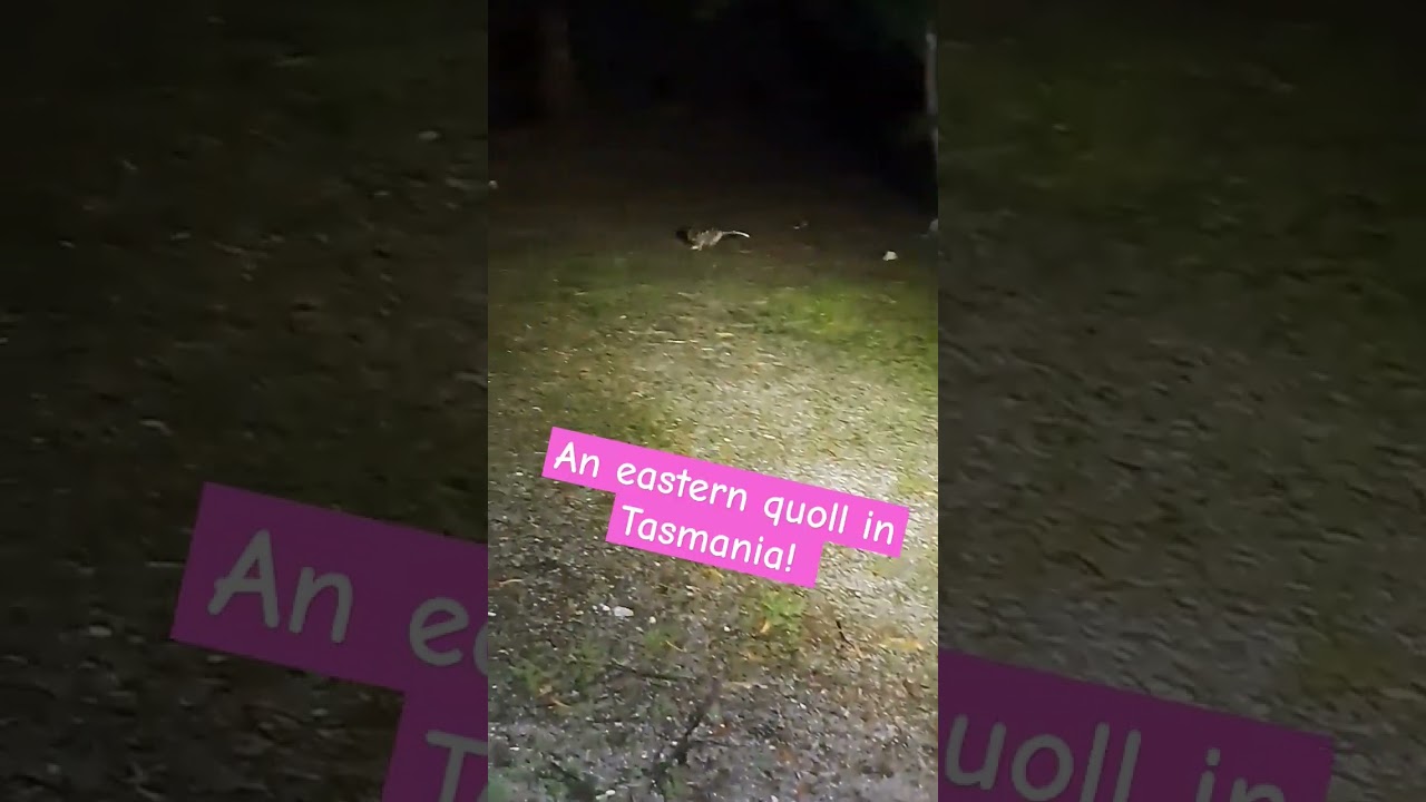What is this spotted creature running wild in the night!? 