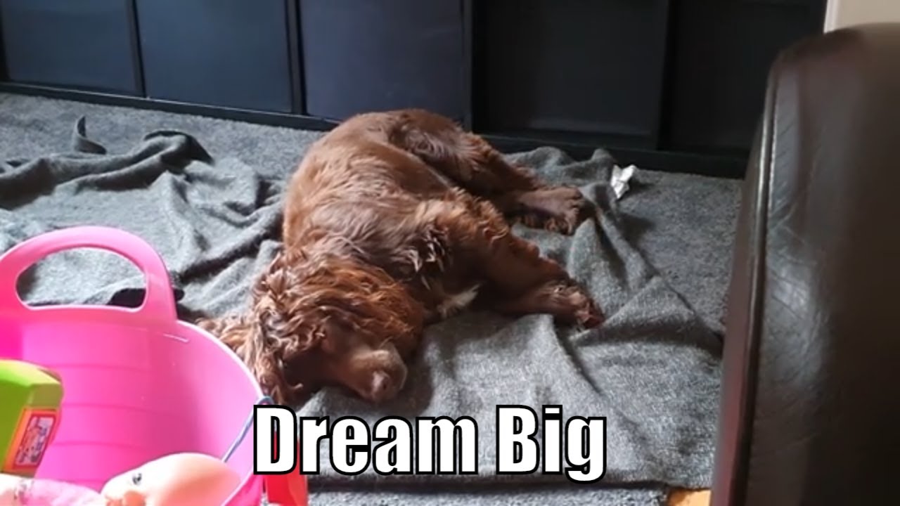 Ralph, a Spaniel with Big Dreams