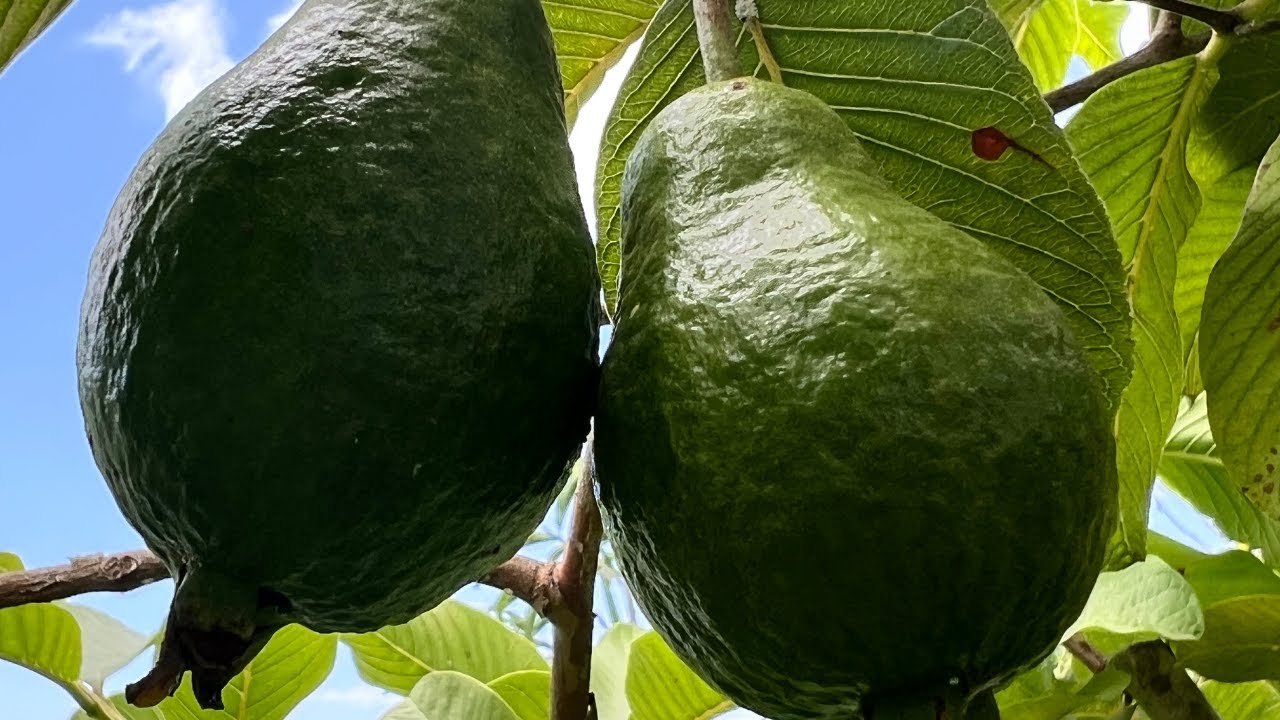 My Collection of Guava Trees -One of my Favorite Fruits to Grow