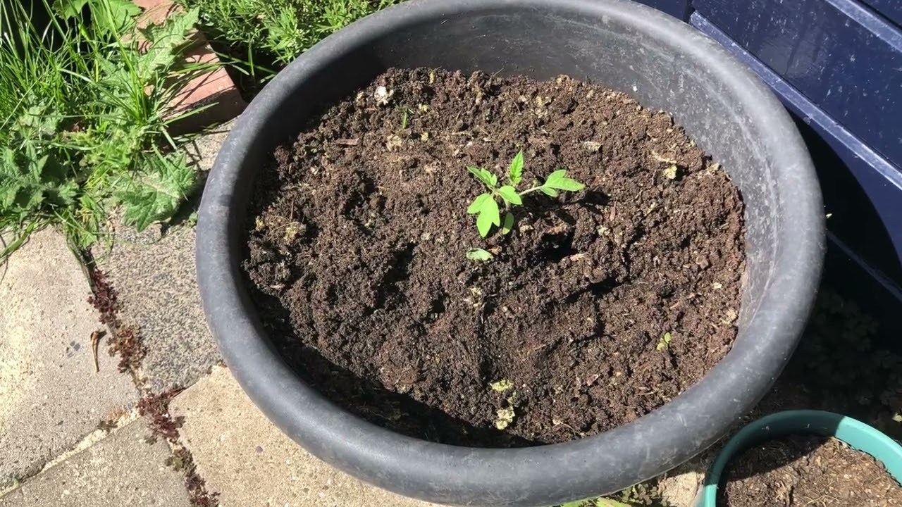 Vlog #7 - Tomaten planten in kas en volle grond