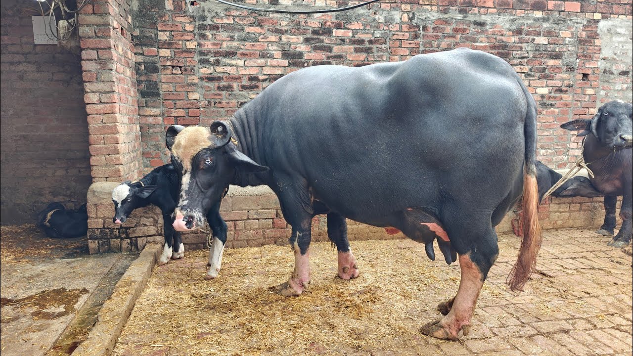 3 ਪਸ਼ੂ ਵਿਕਾਊ, 3 Animals For Sale