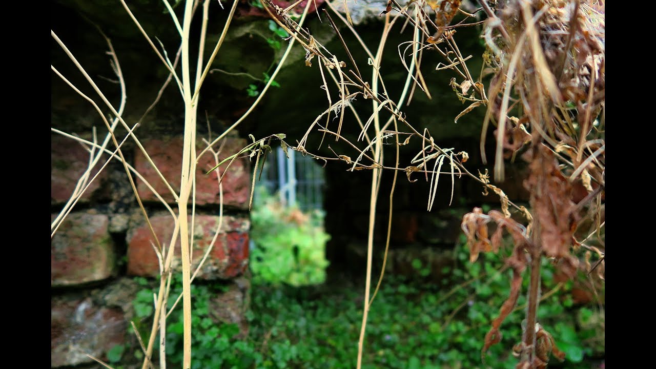 Exploring Ruine 