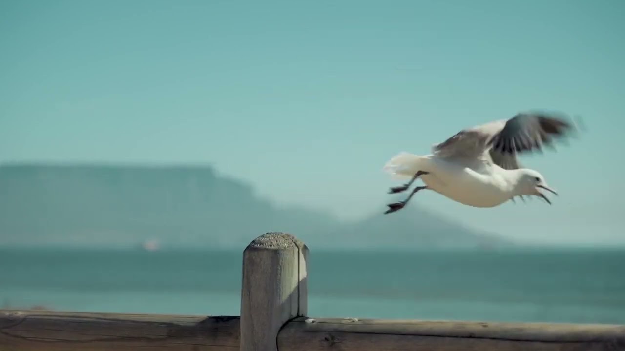 Wings of the Albatross
