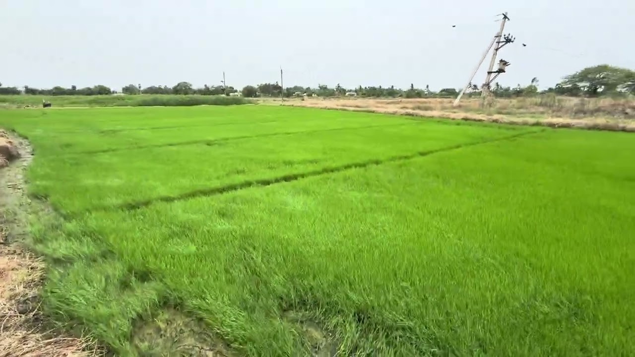 VARI NARUMADI | KHARIF 2025 | PADDY CULTIVATION | నారు | PRR | FARM LAND | #prrfarmland