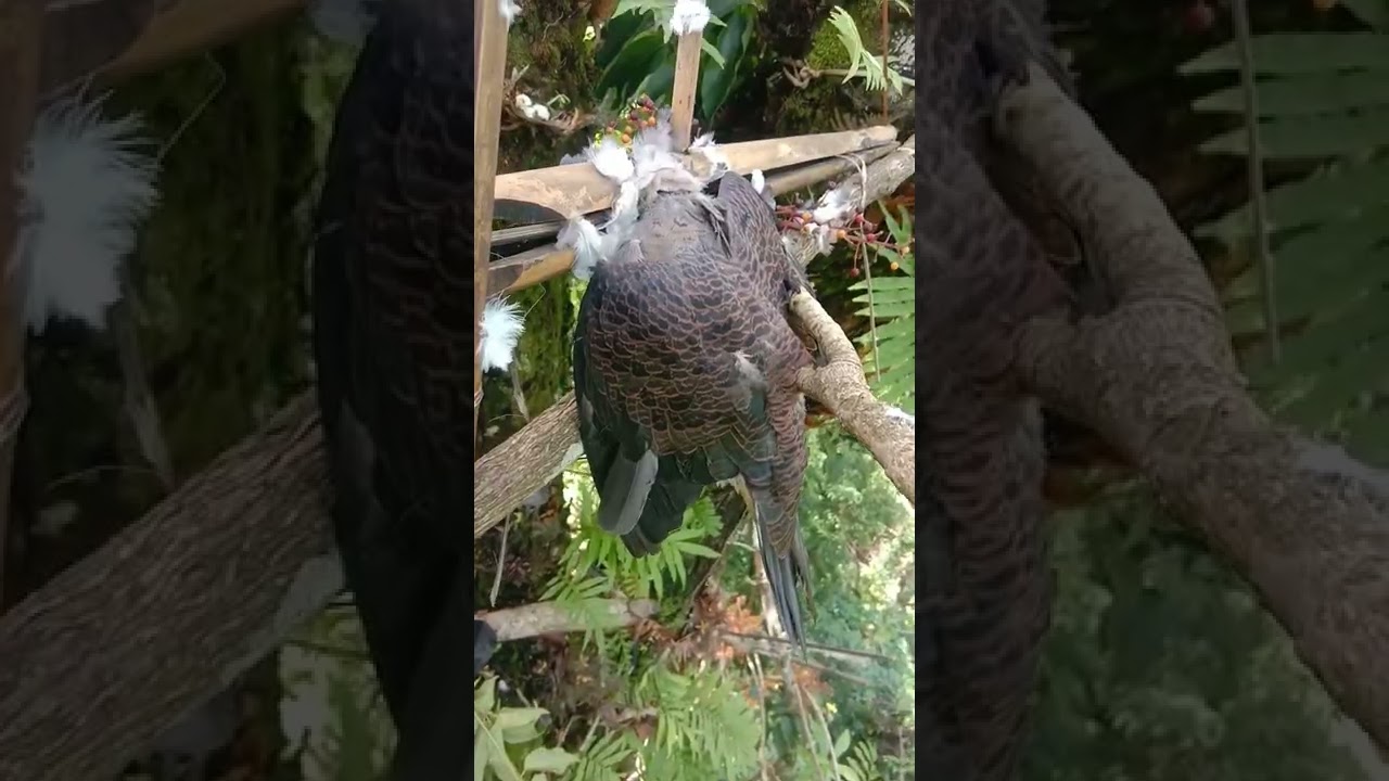 best Bird trap