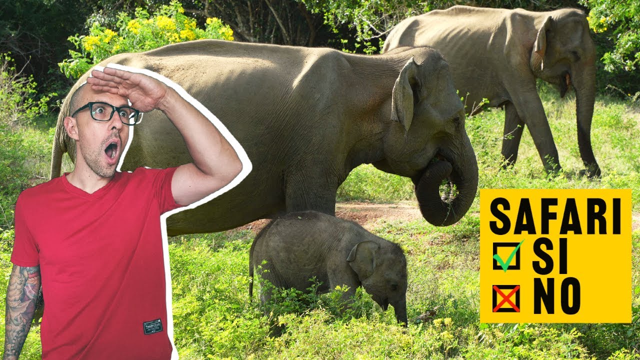 🇱🇰GUIA SRI LANKA: SAFARI en el Parque Nacional de YALA | Vale la PENA?