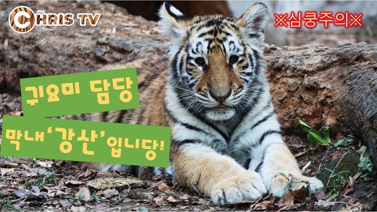편집하다 보니 '강산'이 특집이 돼 버린 영상 | #기승전강산 #막둥이화이팅 #한국호랑이 #오둥이모두화이팅 #엄마는반신욕중
