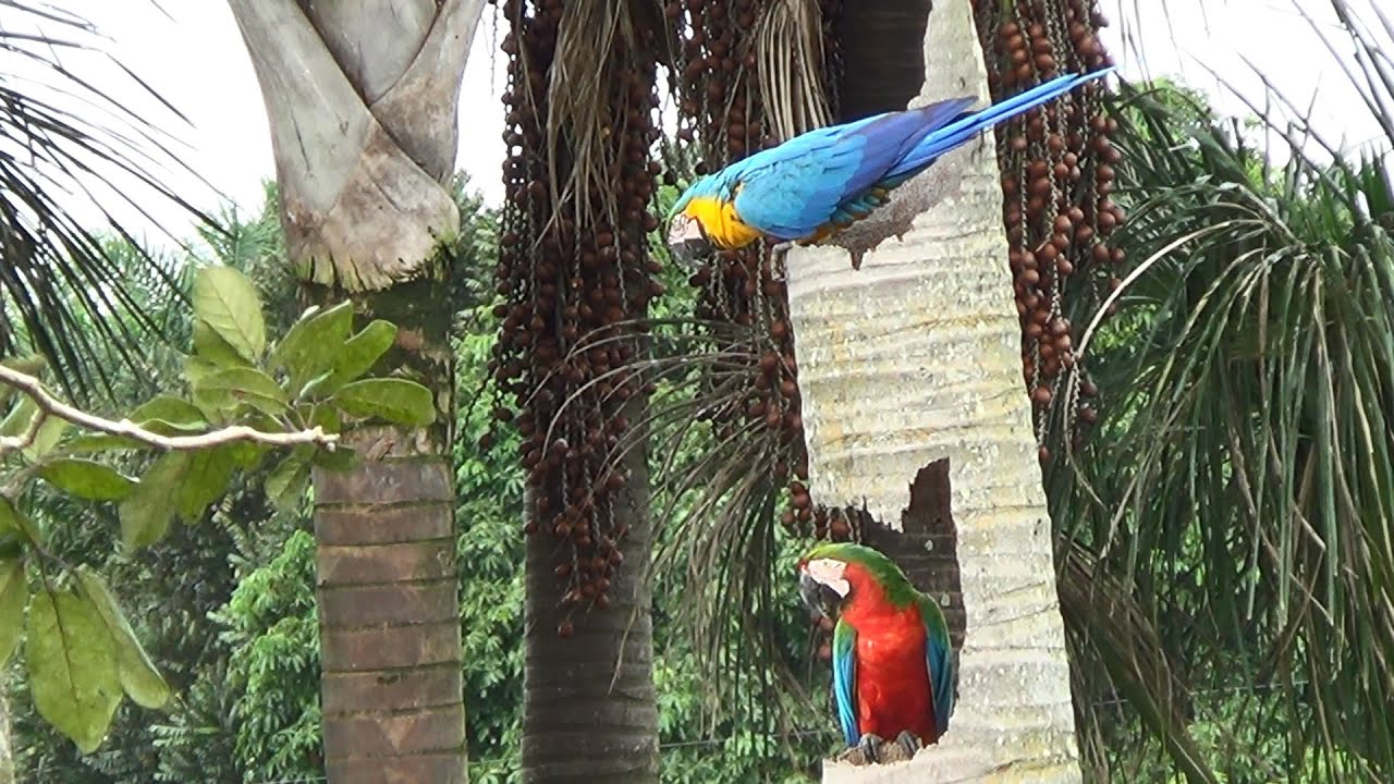 An Unconventional Marriage - Harlequin Hybrid Macaw and Blue-and-Yellow Macaw Form a Pair - Nest🦜💙❤️