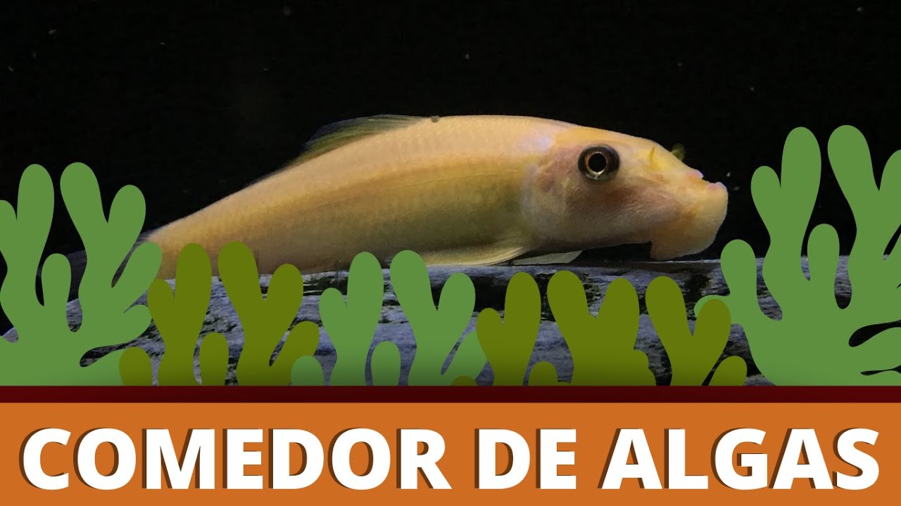 COMEDOR DE ALGAS CHINÊS ou ALGAE EATER, CAC - COMO CRIAR? (EPISÓDIO 12)