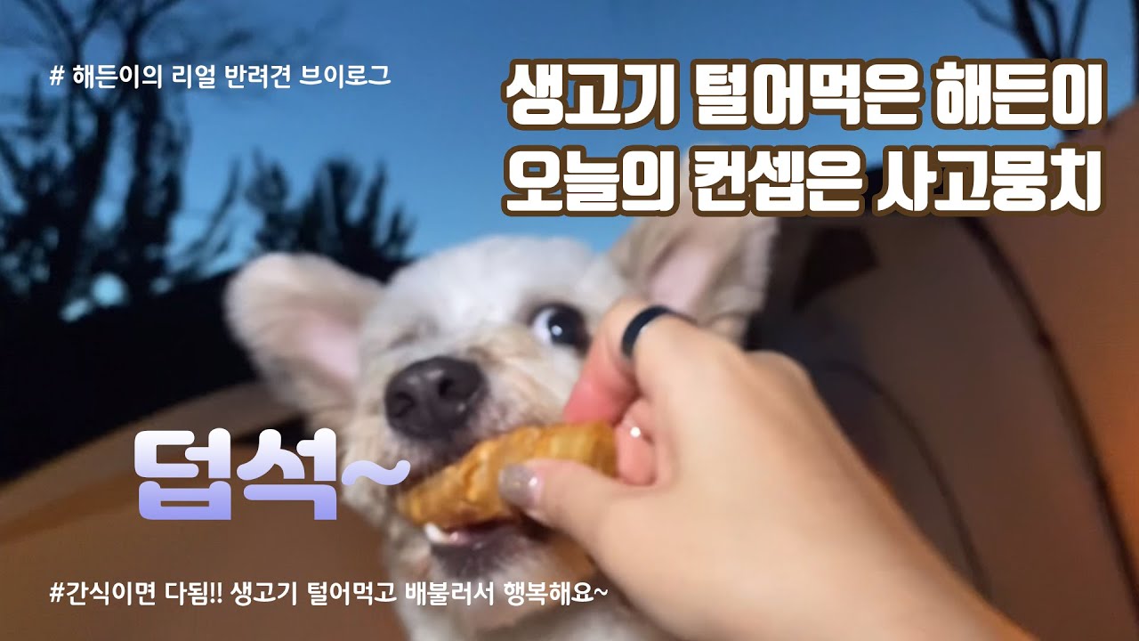 EP3. 캠핑하는 캠핑견 해든이의 캠핑이야기ㅣ세울터캠핑장ㅣ불멍ㅣ오페라쉘터ㅣ폭스돔4ㅣ캔버스홀릭ㅣ면텐트ㅣ해든이 개인기 대방출 | 캠핑