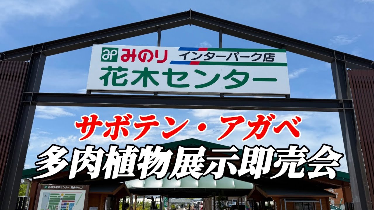 【園芸店】アガベ・サボテンが多い店舗で開催される即売会が更に熱い！ドライガーデン好きにもオススメの場所でお買い物。