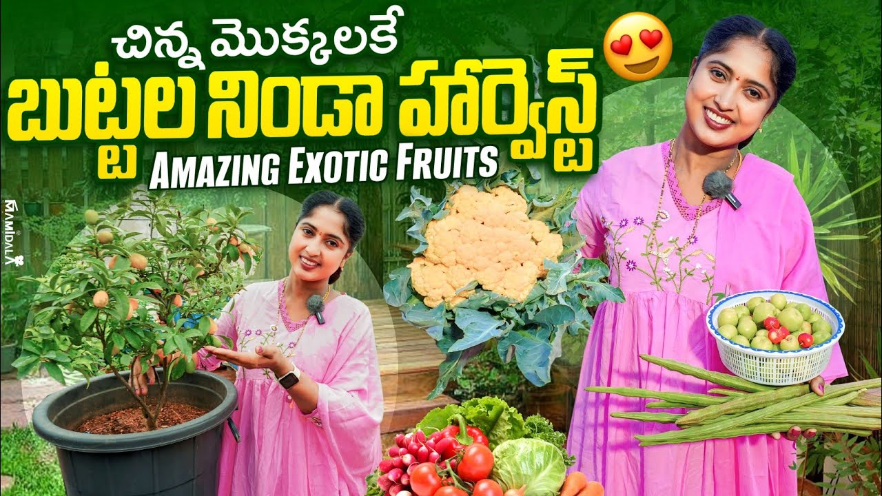 Huge Exotic Fruit Harvest in Small Containers | Yellow Cauliflower | Apple  bear 🍏🍏