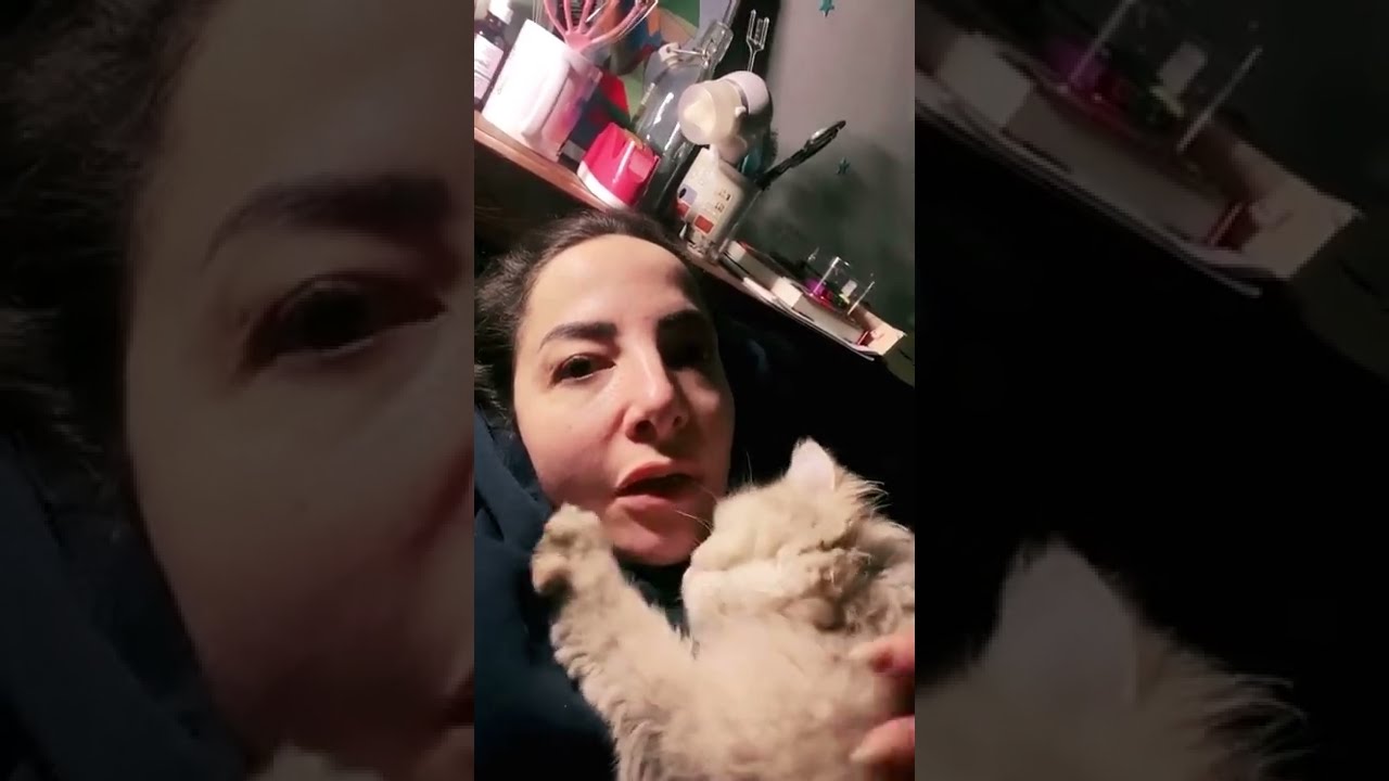 شوكش ودبوكش هاجمووو على بومبه 🥺،، شوفه ايه اللى حصل،، وشوفهم وهما رايحين الاكاديميه 🥺💔 #شفشق_المنوفى