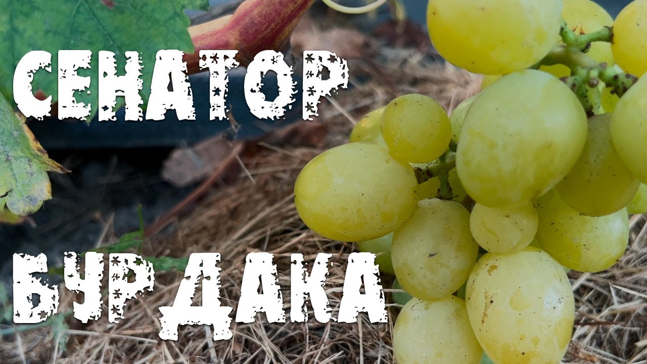 Виноград Сенатор Бурдака в Беларуси (01.09.22)