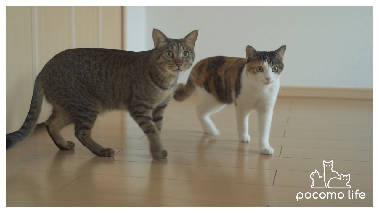 [ENG SUB]猫と一緒に引っ越しました。そしてチャンネル名が変わります！