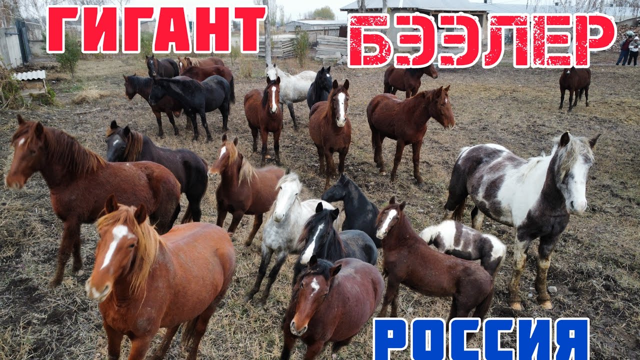 Россиядан келген ГИГАНТ БЭЭЛЕР этке да уруктукка да сатылат! Жаш бээлер 👍🏻💣🔥