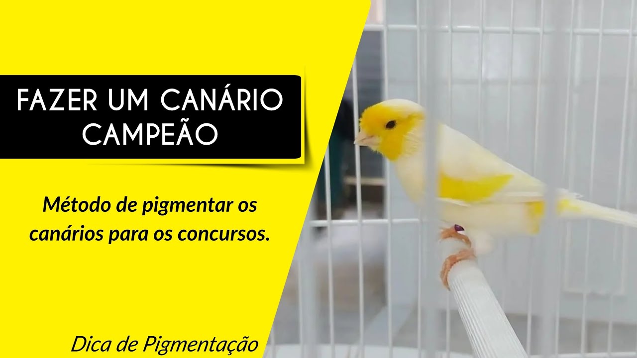 Fazer um CANÁRIO CAMPEÃO com este método de PIGMENTAR.