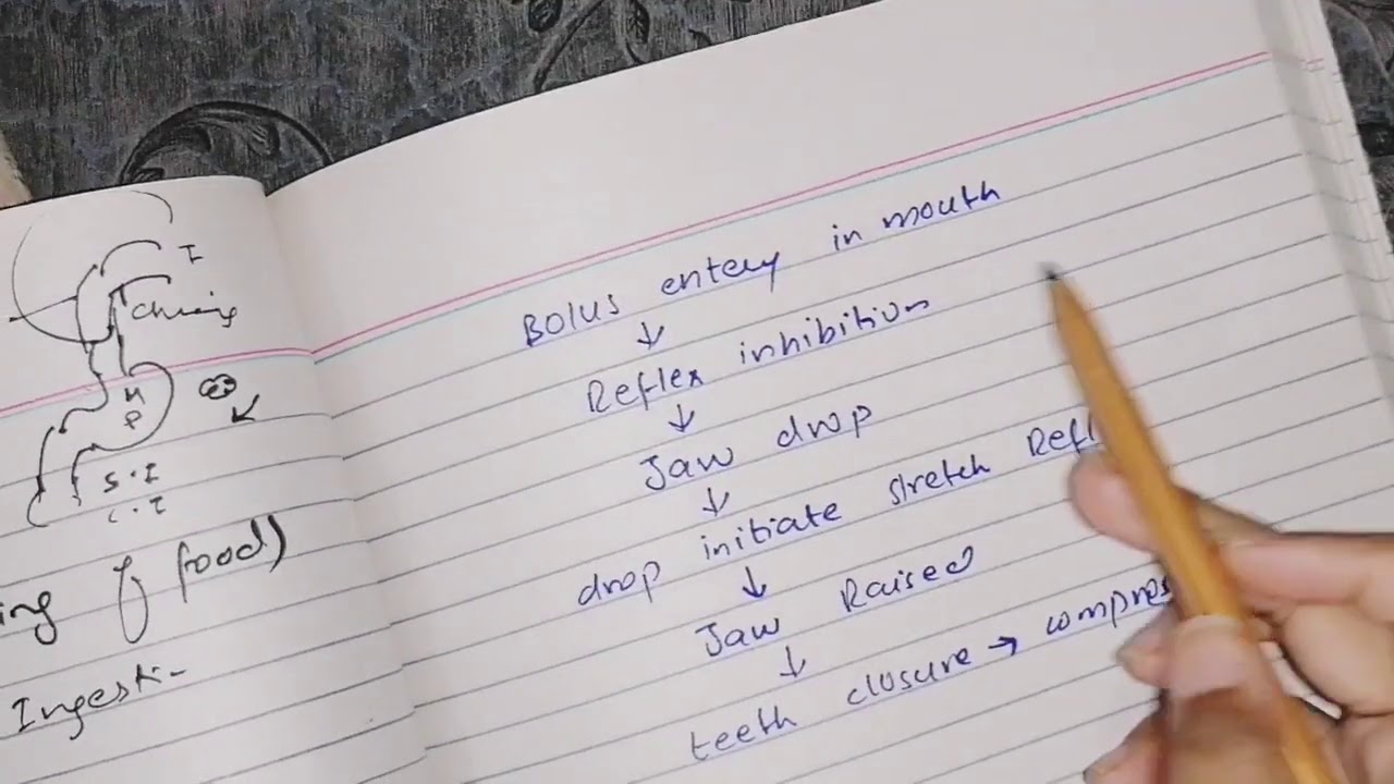 Chewing reflex, guyton 64, part 1, mixing and propulsion of food, #gitphysiology