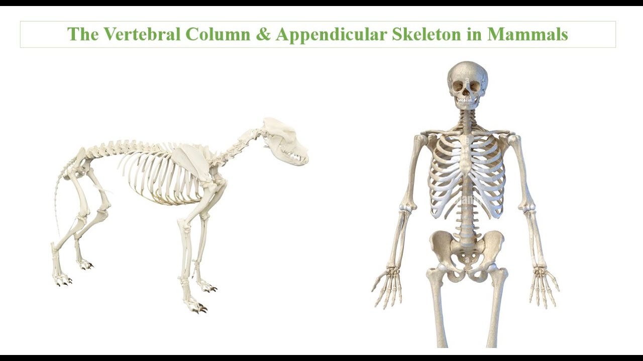 Vertebral Column & Appendicular Skeleton in Mammals