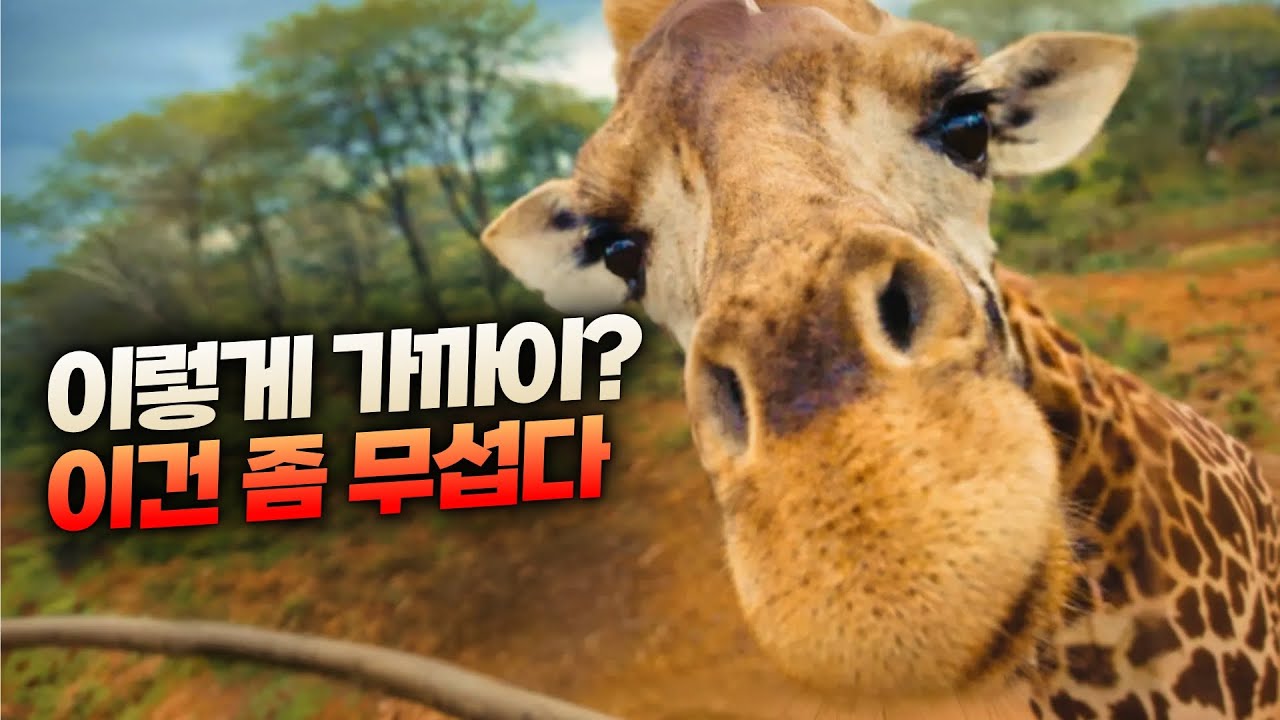 아프리카 여행 처음이면 이 영상 하나면 끝 | Kenya travel guide