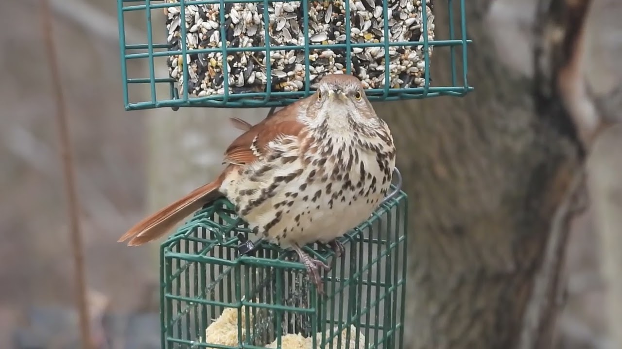Brown Thrasher