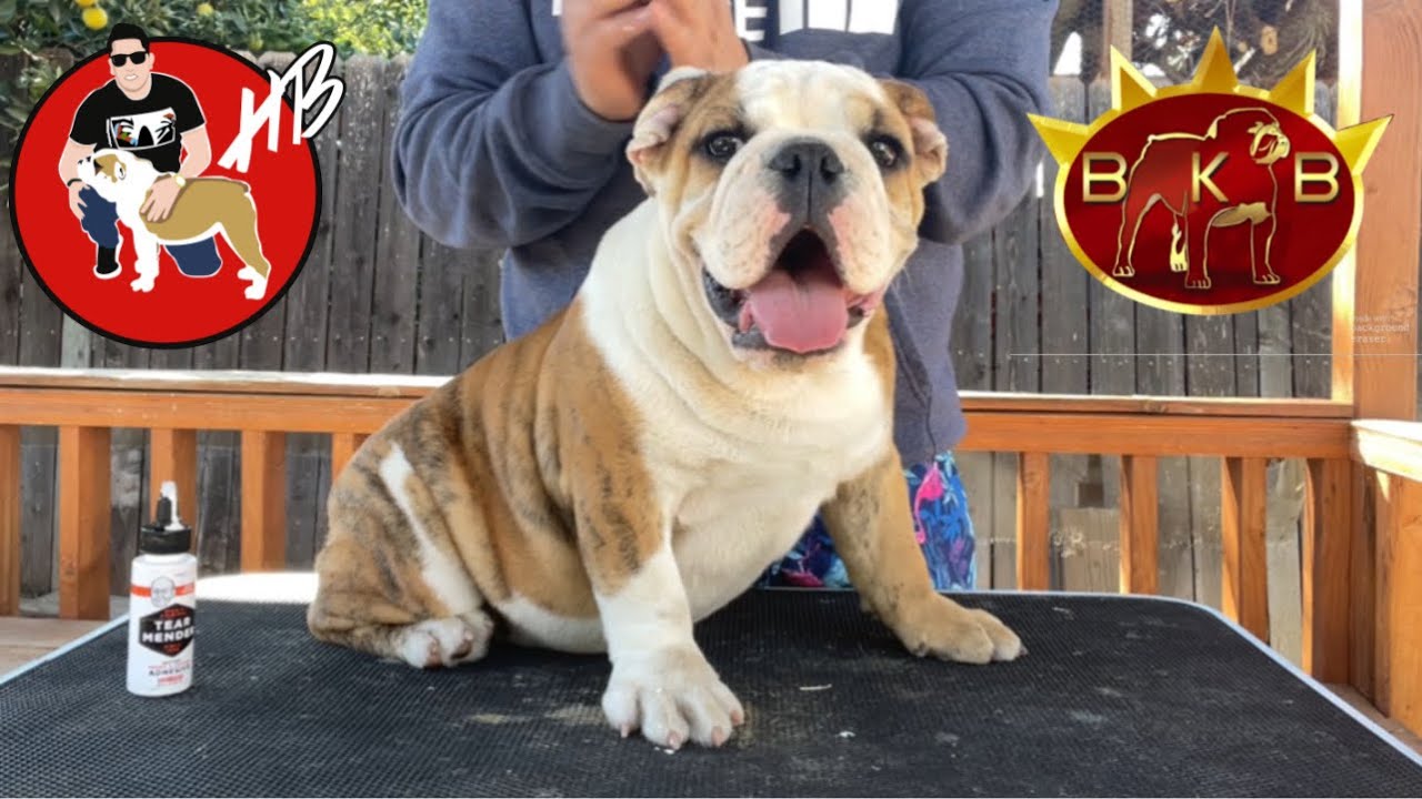El peso de JAVI, a sus casi 5 mese, Bulldog Ingles!!