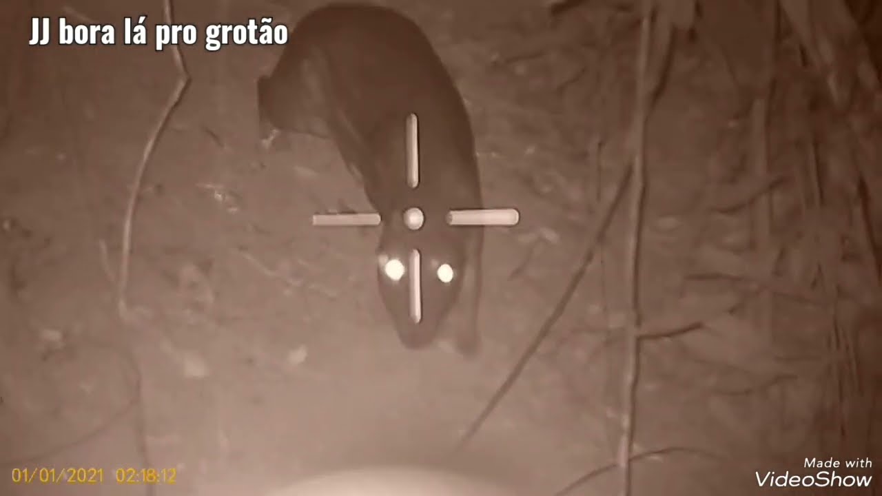 Paco macho arisco na visão noturna 