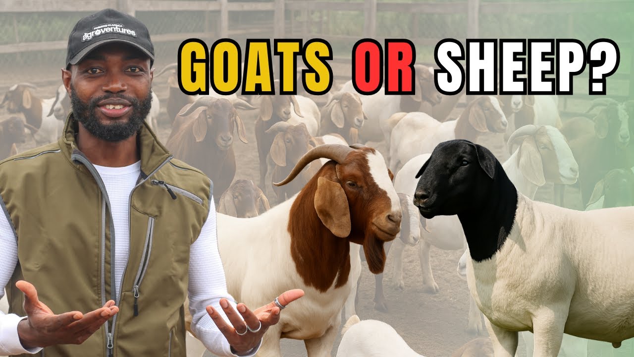 WHICH IS MORE PROFITABLE? Goats or Sheep?| Beginner Livestock Farmer Tips